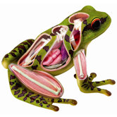 4D-Vision Great Frog Anatomy Model