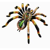4D-Vision Tarantula Spider Anatomy Model