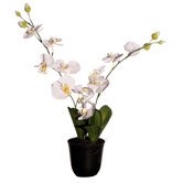 Floral 24" Artificial Potted Cymbidium Orchids in White and Yellow