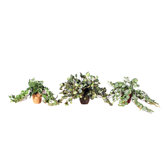 Floral Artificial Potted Mini Ivy Plants in Light Green (Set of 3)