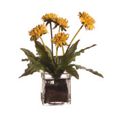 Floral Dandelion in Soil
