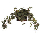 Floral Grape Ivy