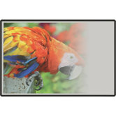 Evolution Projection Surface Markerboard