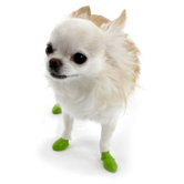 a single Water Proof Dog Boots - 12 Pack