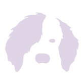 Animal Face - Dog Stretched Wall Art