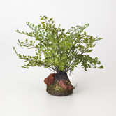 Maidenhair Fern Plant Drop-In