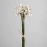 Fleur Paperwhite Bundle of 6 Stems
