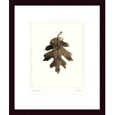 California Red Oak Wood Framed Art Print