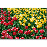 Red and Yellow Tulips II by Kurt Shaffer, Canvas Art - 16" x 24"