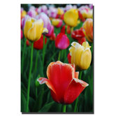 In Among the Blooming Tulips by Kurt Shaffer, Canvas Art - 36 x 24"