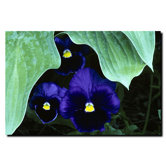 Peeking Pansies by Kurt Shaffer, Canvas Art - 24" x 32"