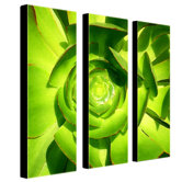 Succulent Square by Amy Vangsgard, 3 Panel Wall Art - 33" x 27"