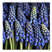 Grape Hyacinth by Aiana, Canvas Art - 24" x 24"