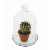 Bell Jar Round Terrarium I