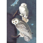 Snowy Owl Canvas Art