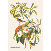 Bachman's Warbler Canvas Art
