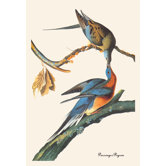 Passenger Pigeon Canvas Art