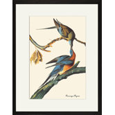 Passenger Pigeon Framed and Matted Print