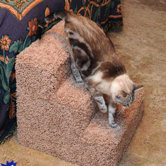Pet Stairs