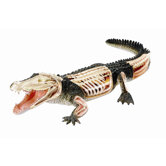 4D Vision Crocodile Anatomy