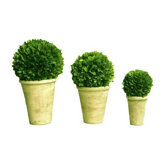 Boxwood Balls In Pot Set