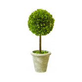 Box Large Single Topiary