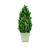Boxwood 9.25" Small Cone Topiary