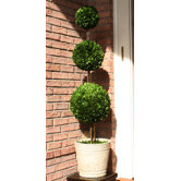 Boxwood Triple Ball Topiary