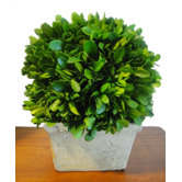 Boxwood Ball