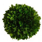 Boxwood Ball