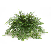 Topper Silk Maidenhair Fern on Tray