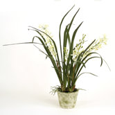 Silk Mini Cymbidium Orchid Plants in Pot