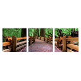 Cathedral Grove Wall Art