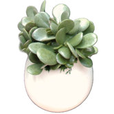 Round Wall Planter