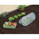 Pop-Up Poly Cloche