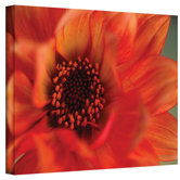 Kathy Yates ''Fiery Dahlia'' Canvas Art