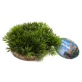 Green Moss Large Bottom Plant