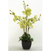 Phael Orchids in Ceramic Planter