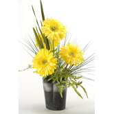 Gerber Daisies with Foliage in Ceramic Planter