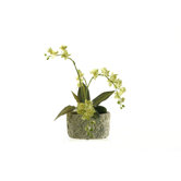 Dancing Orchids with Dracaena Leaves in Oval Ceramic Planter