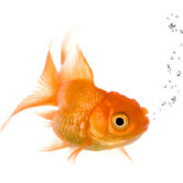 Fish Supplies