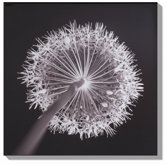 Sepia Seduction Lacquer Art - 20" X 20"