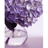 Hydrangea Vase Canvas