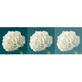 Hydrangea Trio Canvas (set of 3)