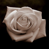 Vintage Rose Canvas