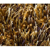 Ronaldo Gold Rug