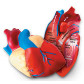 Cross-section Human Heart Model