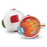 Cross-section Eye Model