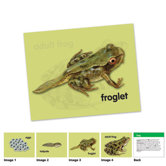 Learning Resources Classroom Supplies