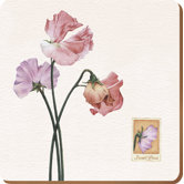 Sweet Pea Coasters (Set of 6)